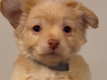 Chihuahua – New Home ? – Hammond