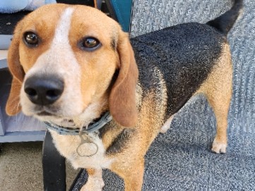 Beagle – Beagle for sale