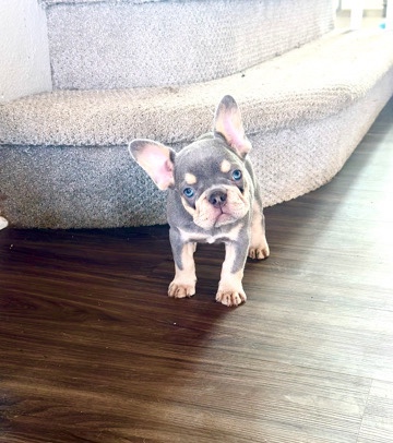 French Bulldog – lilac and tan fluffy carrier French bulldog