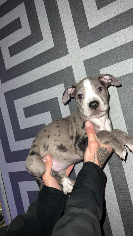 American Bulldog – xl bully pups