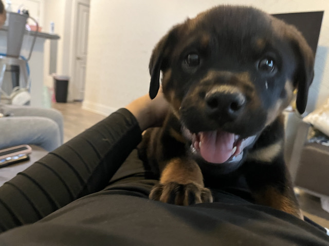 Rottweiler – Rottweiler – Lubbock