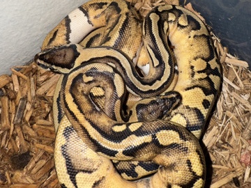 Ball pythons 
