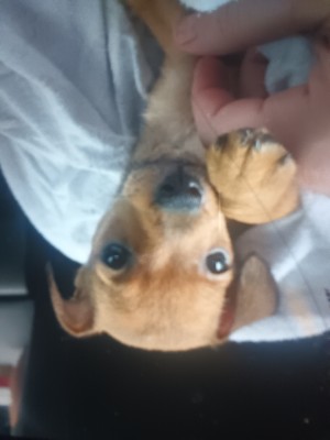 Chihuahua – Puppy for sale – London