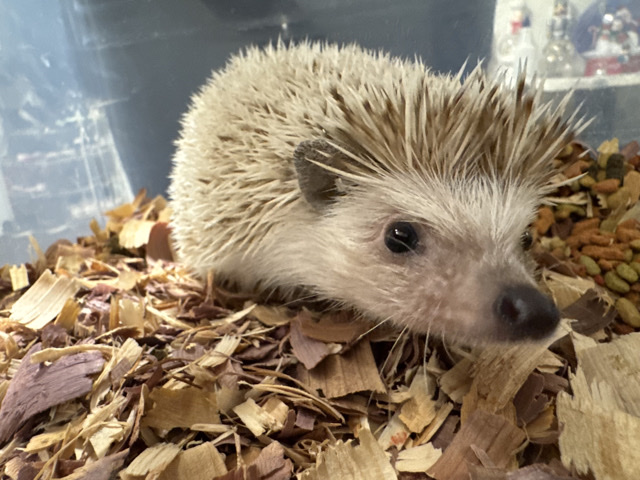 Hedgehog – 2 Male Hedgehogs – Sheldon