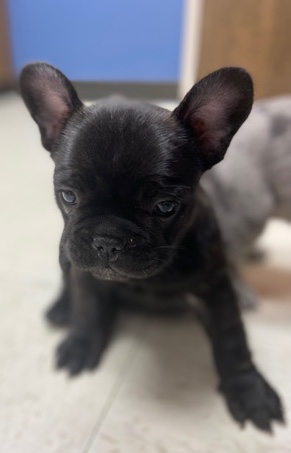 French Bulldog – French bulldog
