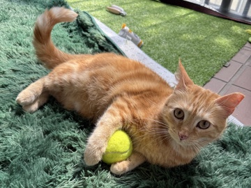 American Shorthair – Orange Tabby Queen – Tampa