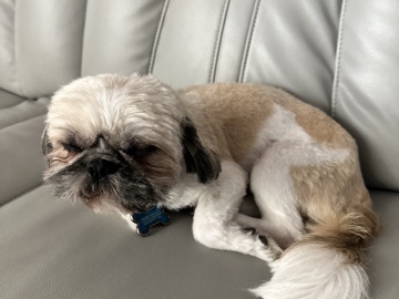 Shih Tzu – Purebred Shih-Tzu for Sale – Miramar