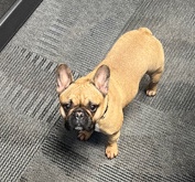 French Bulldog – 2 Y/o French Bulldog-female