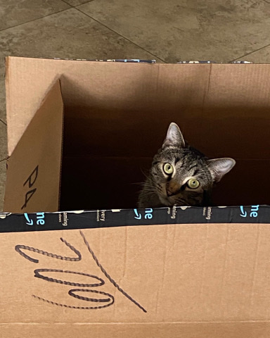 Soho’s journey to a new family