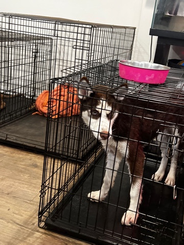 Siberian Husky – Siberian husky puppy