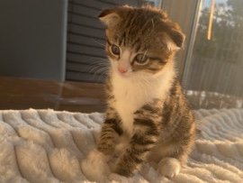Scottish Fold-Siberian-British long/Short Hair