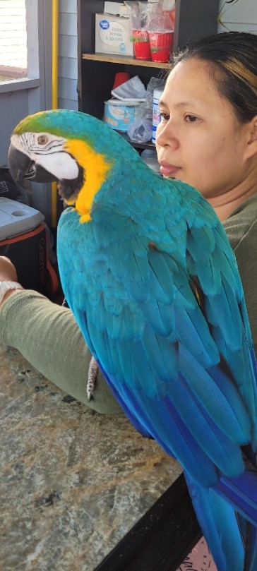 8 year old Macaw for sale