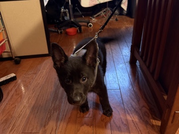 German Shepherd – rehome – Deer Park