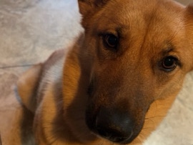 German Shepherd – Giving away a mixed German Shepherd! – Palmdale