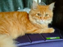Persian (Modern) – Persian cat (Male)