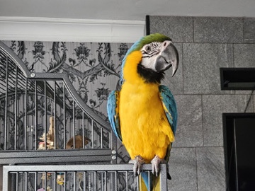 Macaw – lovely boy macaw – Bridgnorth
