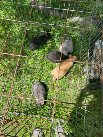American – bunnies for sale Need stable home and lots of love