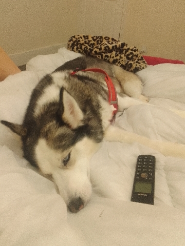 Siberian Husky – Siberian huskey