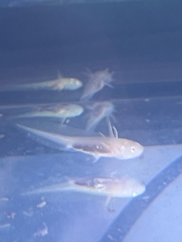 Baby Axolotls