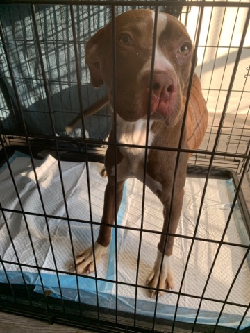 American Pit Bull Terrier – American Pitbull