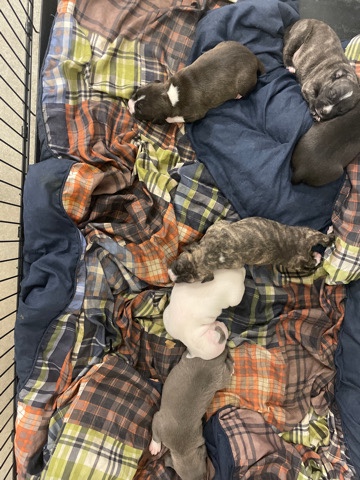 Brindle Pocket Pits
