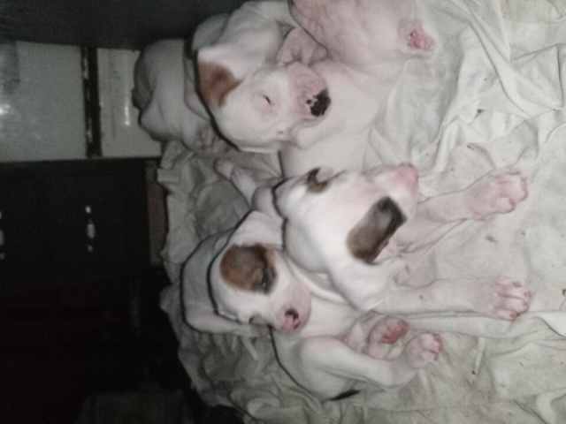 lab and Pitbull mix puppies