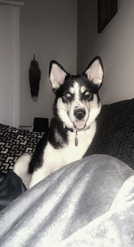 Siberian Husky – meet sassy