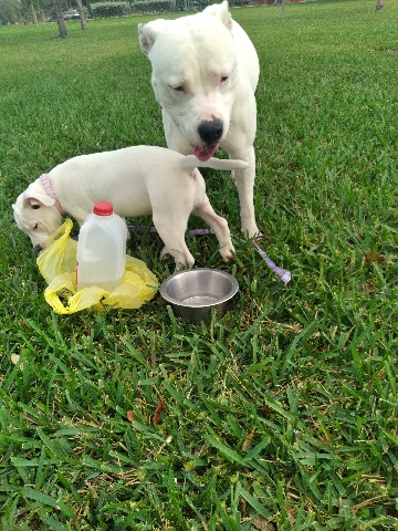 American Pit Bull Terrier – Daddy and daughter