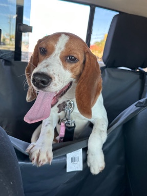 Beagle – Selling/Rehoming