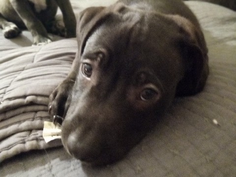 pitt bull mix – Taunton