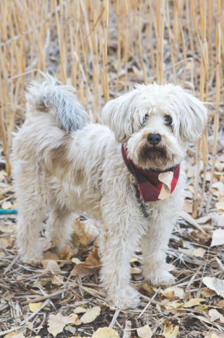 Poodle – Free to Good Home