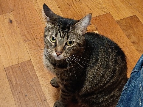 Havana Brown – Stormy needs a home – New York