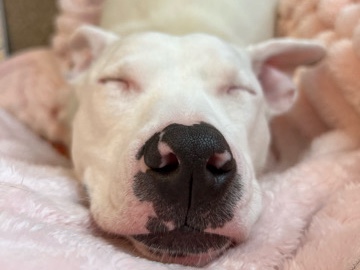 Parson Russell Terrier – Sky – Aurora
