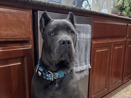 Cane Corso for rehoming