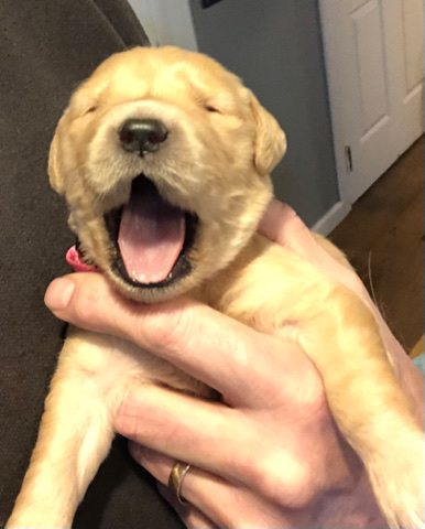 Golden Retriever – Purebred Golden Retrievers Puppies