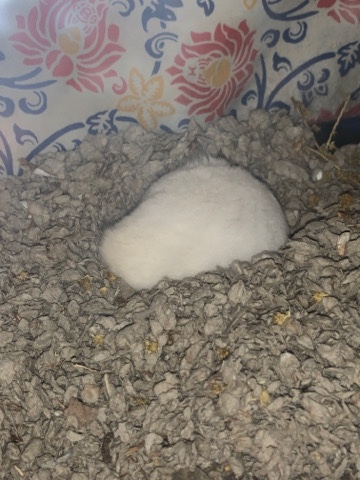 Any – Hamster