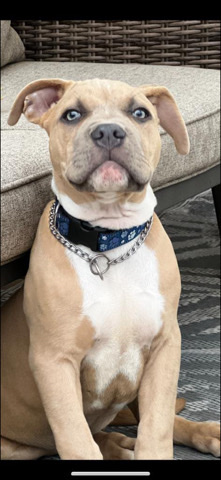 pure pitbull
