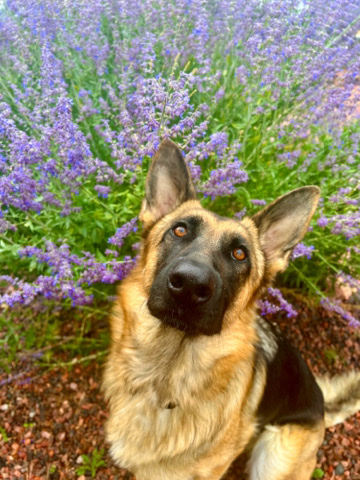 German Shepherd – Pure bred GSD puppies