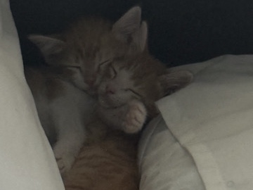 Persian (Modern) – 2 purrfect kittens for sale !!