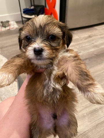 Norfolk Terrier – Norfolk Terrier Mix Puppies for sale/rehome