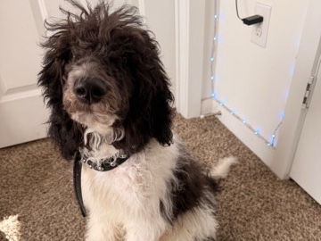 Poodle – Riko the Standard Poodle Puppy – Waldorf