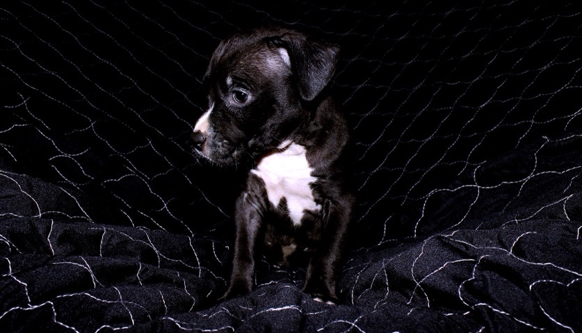 American Pit Bull Terrier – Panda “Male”