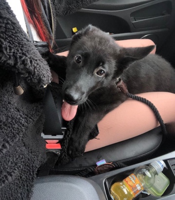 German Shepherd – female German shepherd pup
