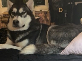Siberian Husky – husky needs new home – Orlando