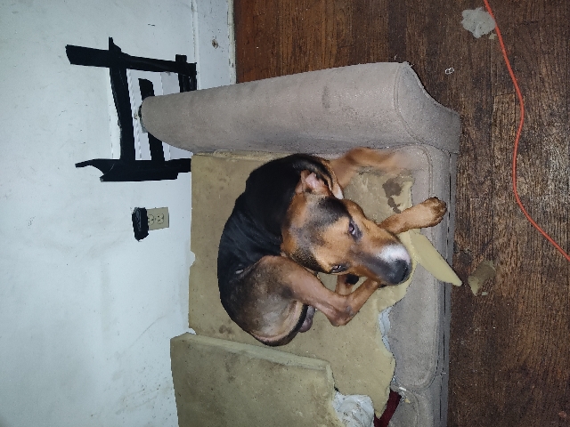 American Pit Bull Terrier – Gator Pitbull Needs Good Home