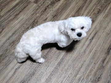 Bichon Frise – rehome  My pet – Fort Smith
