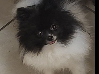 Pomeranian – pomeranian teacup female – Palm Springs