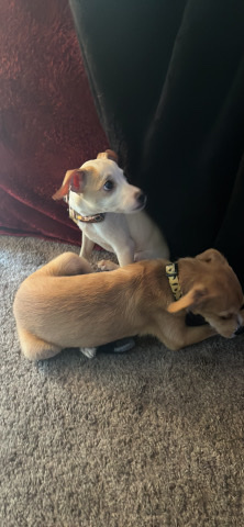 Chihuahua – Chihuahua/Terrier Mix Pups (READ DESC)
