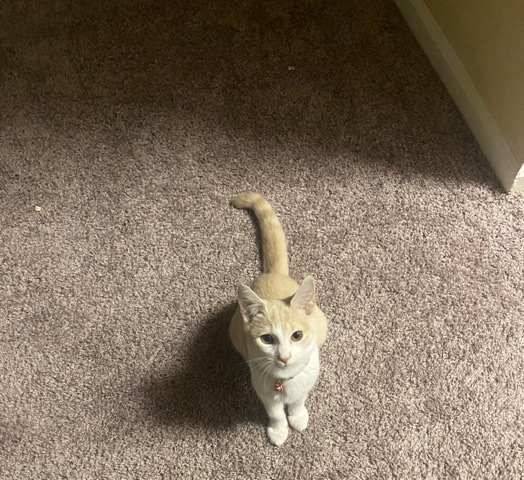 savannah needs a new loving home ❤️