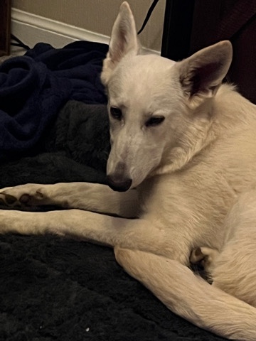 German Shepherd – White German Shepherd